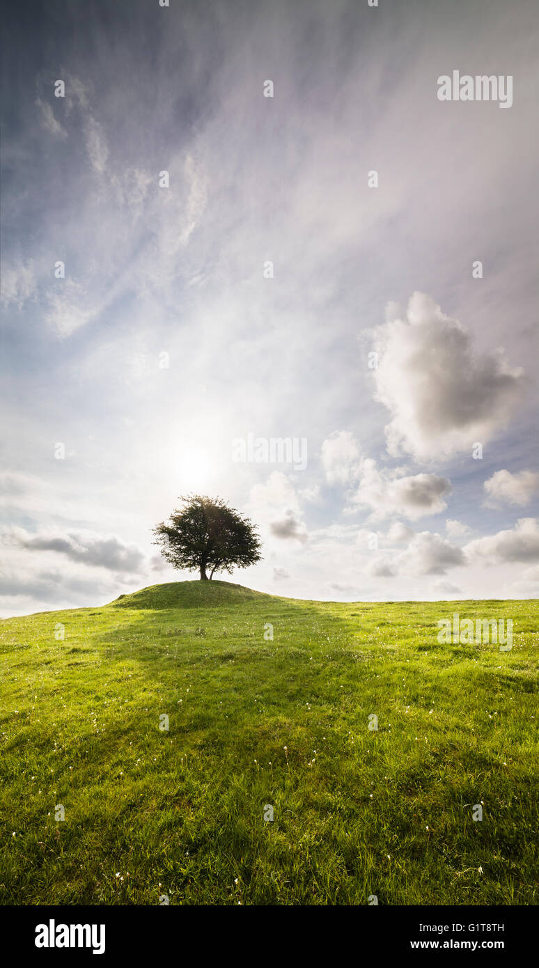 Lonely tree on a hill against the sun with a dramatic sky. Osterlen, Skane / Scania, Sweden. Scandinavia. Stock Photo