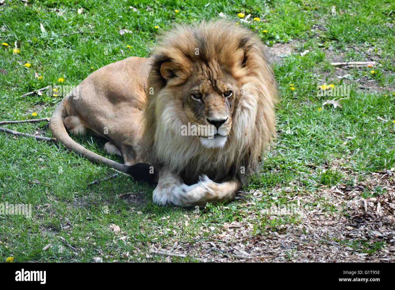 Adult male lion sitting hi-res stock photography and images - Alamy