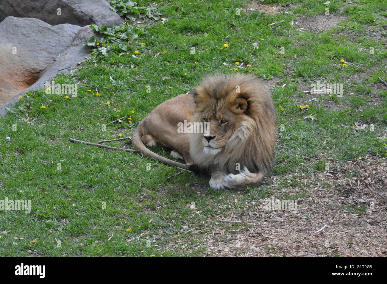 Adult male lion sitting hi-res stock photography and images - Alamy