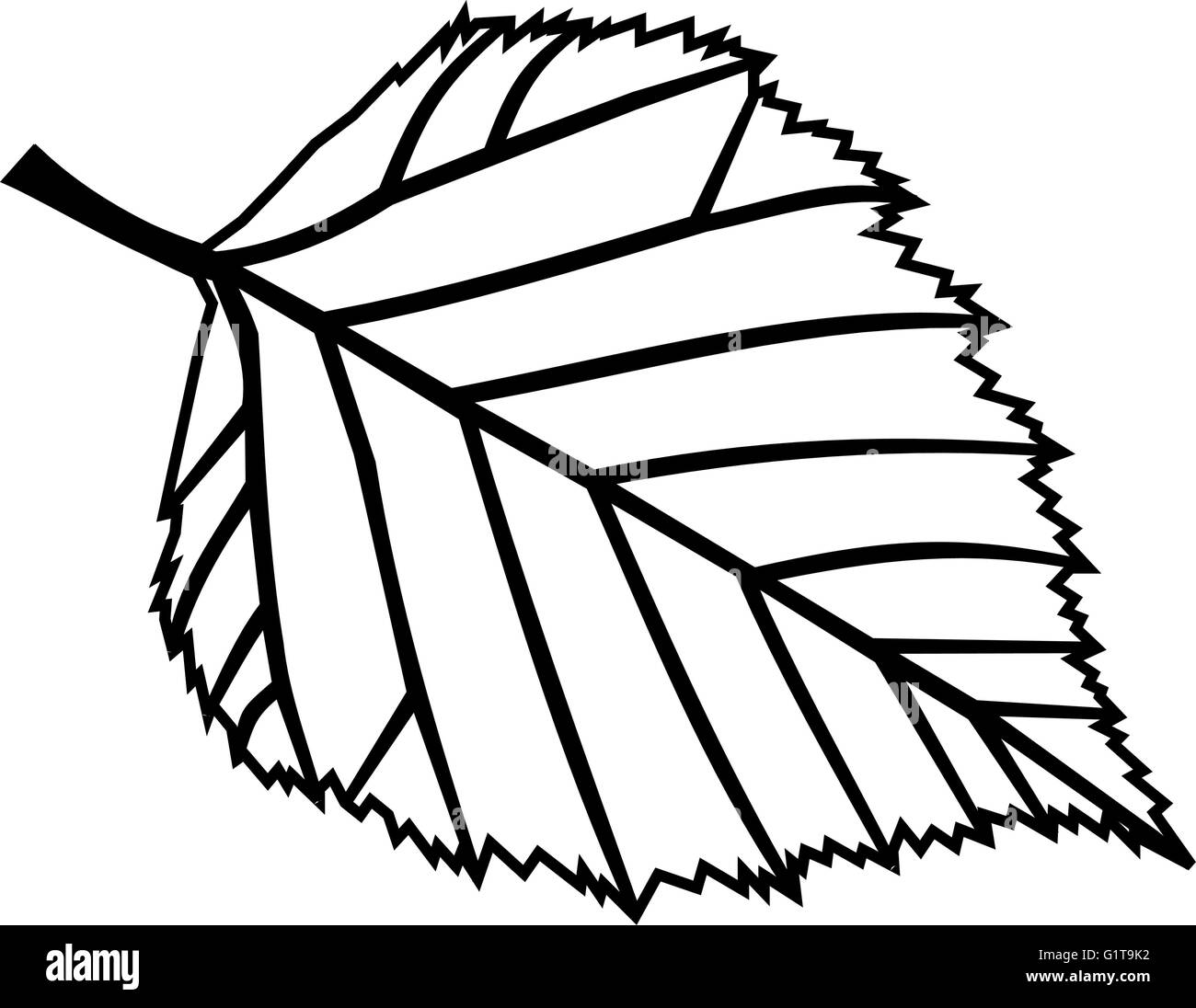 Лист березы шаблон для вырезания birch, Betula verrucosa, vector, isolated birch leaf Stock Vector Image & Art - 