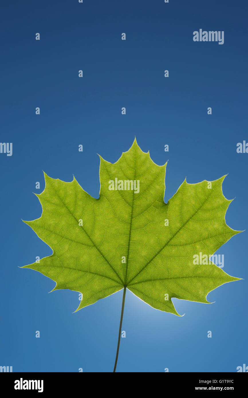 ONE SINGLE GREEN SPRINGTIME MAPLE LEAF BACKLIT ON CLEAR BLUE SKY Stock Photo