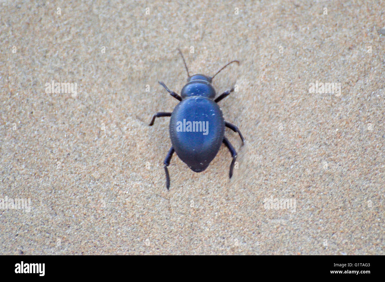 Beetle in Thar desert, near Jaisalmer, Rajasthan, India Stock Photo