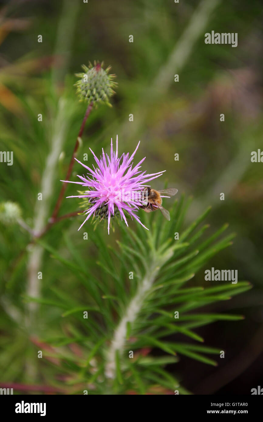 A purple thistle in full bloom complete with honey bee Stock Photo