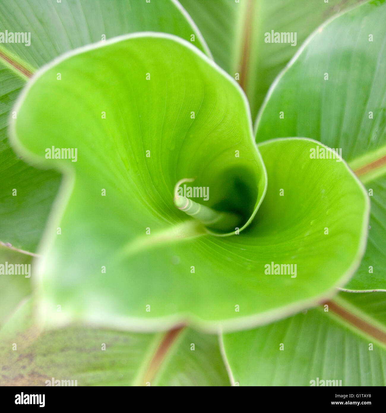 Close up twirling green leaf Stock Photo