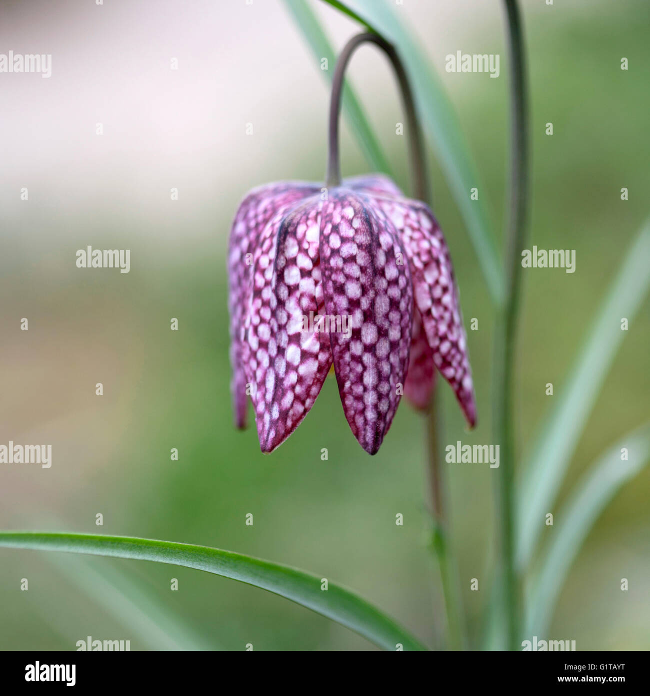 Close up of purple and white snake’s head fritillary flower Stock Photo