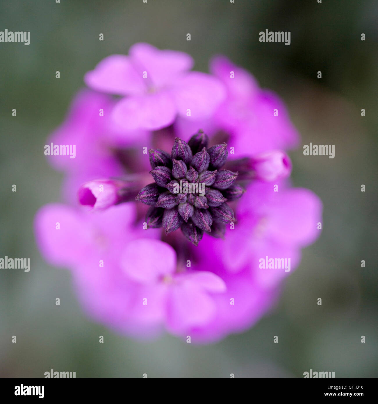 Extreme close up of purple erysimum bowles mauve flower Stock Photo