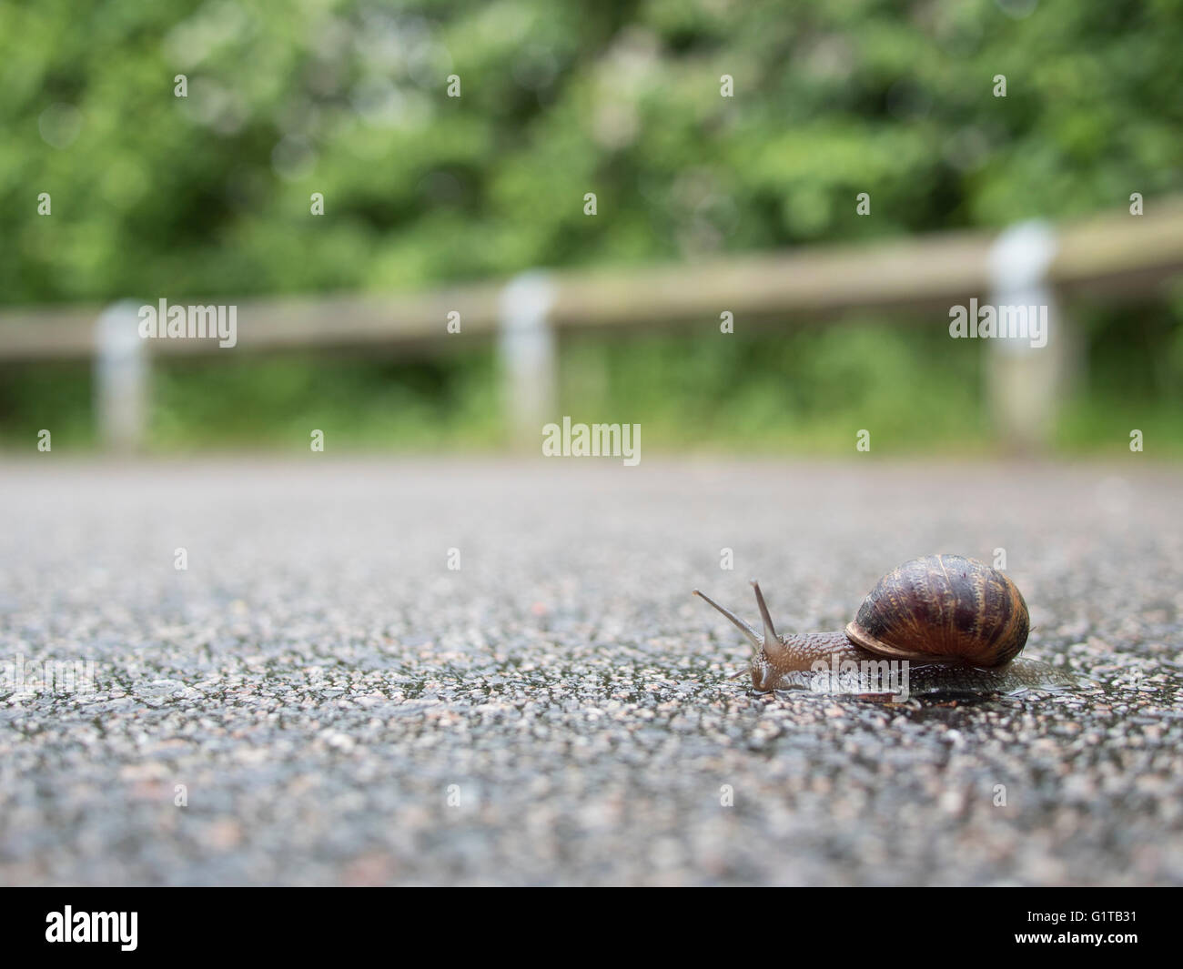A snail sliding across a wet tarmac path Stock Photo