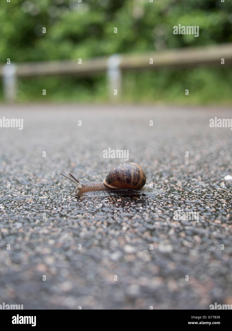 A snail sliding across a wet tarmac path Stock Photo