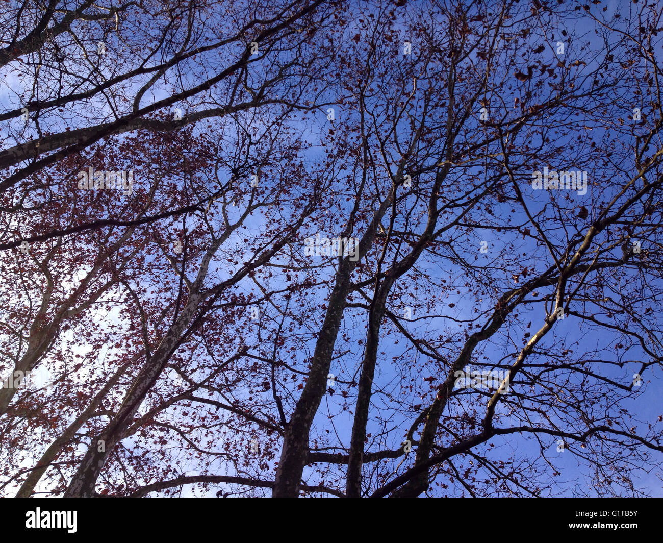 Forest and sky Stock Photo - Alamy