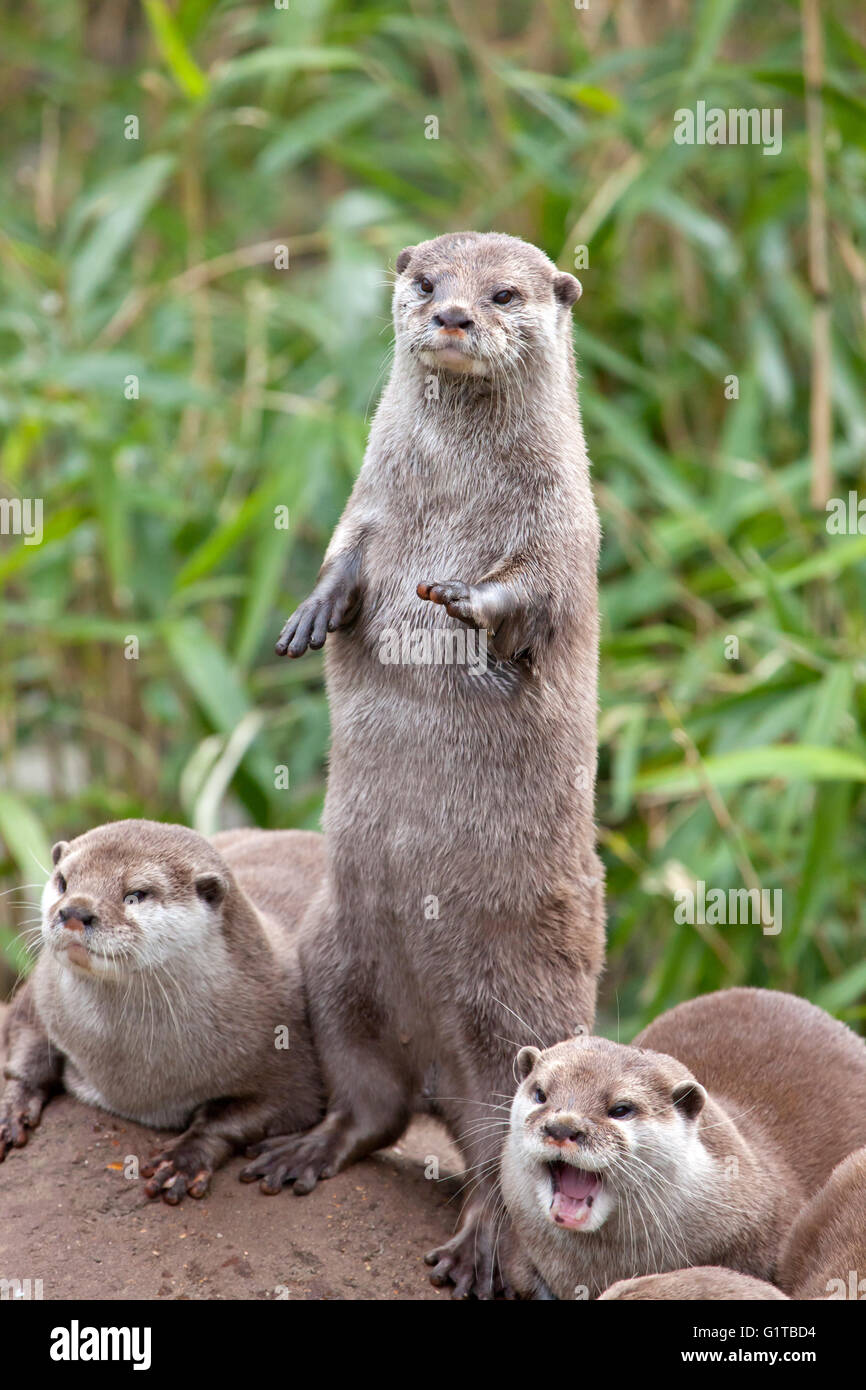 Oriental Small Clawed Otters with one standing up Stock Photo