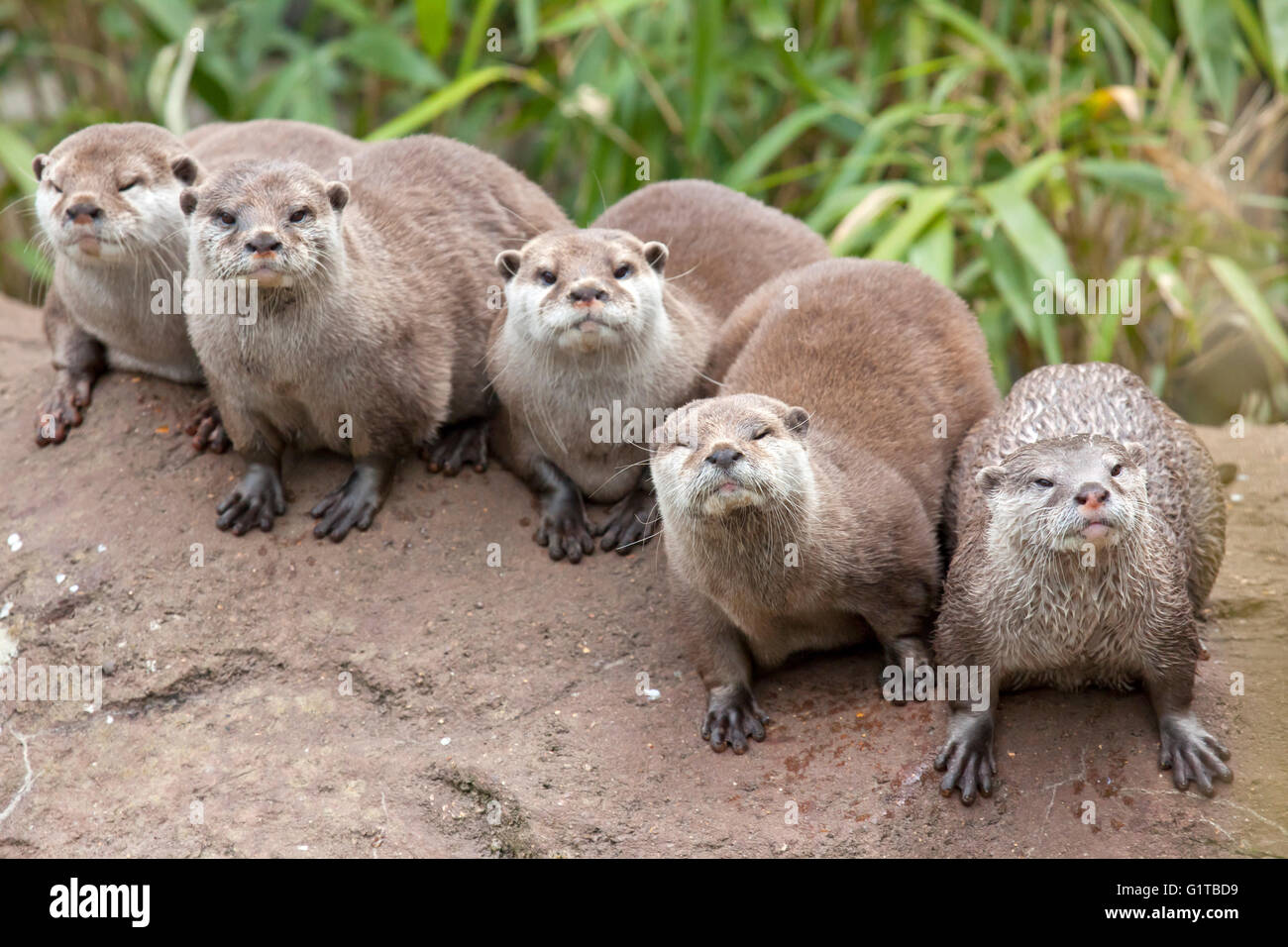 A group of Oriental Small Clawed Otters Stock Photo