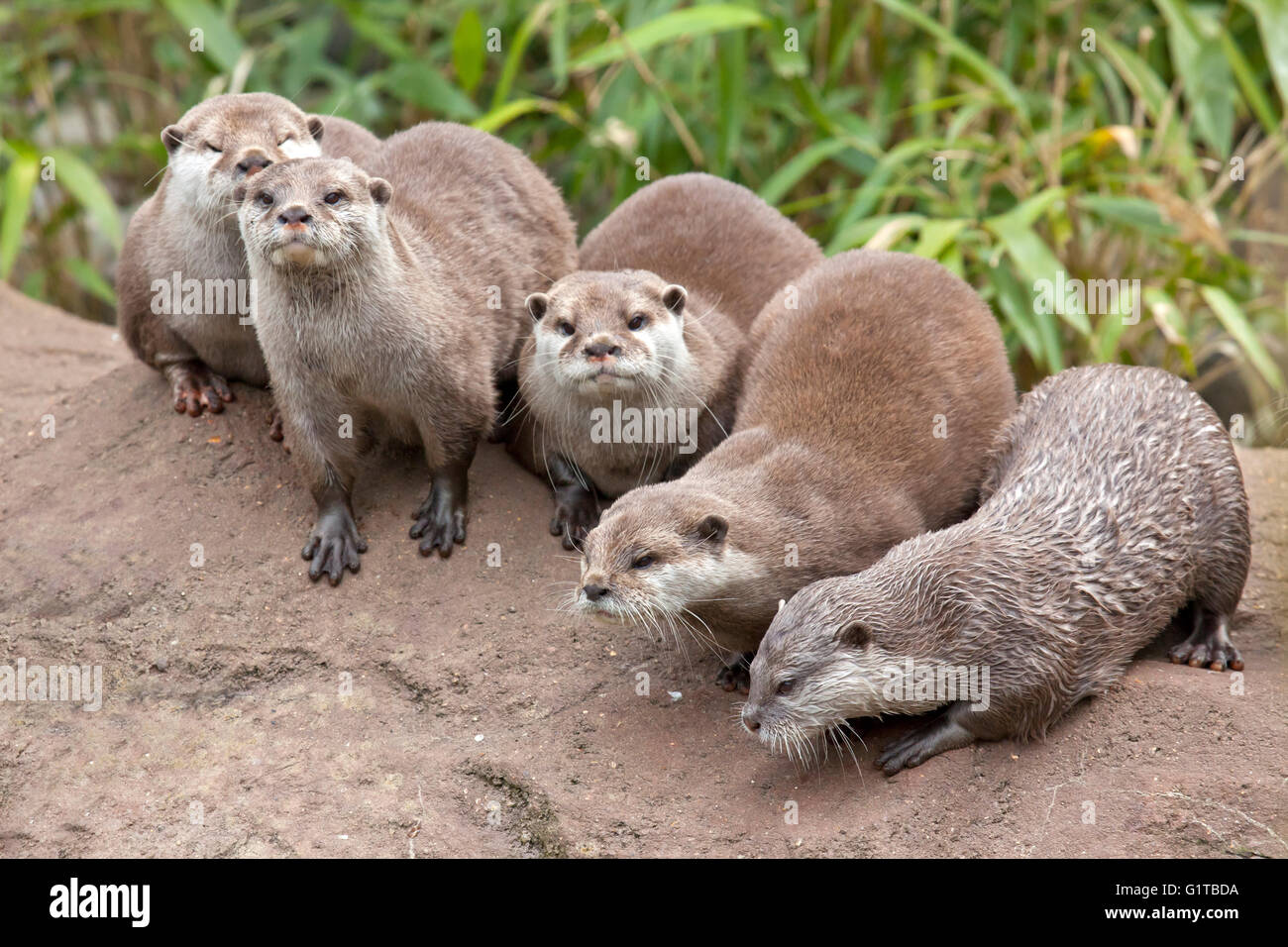 A group of Oriental Small Clawed Otters Stock Photo