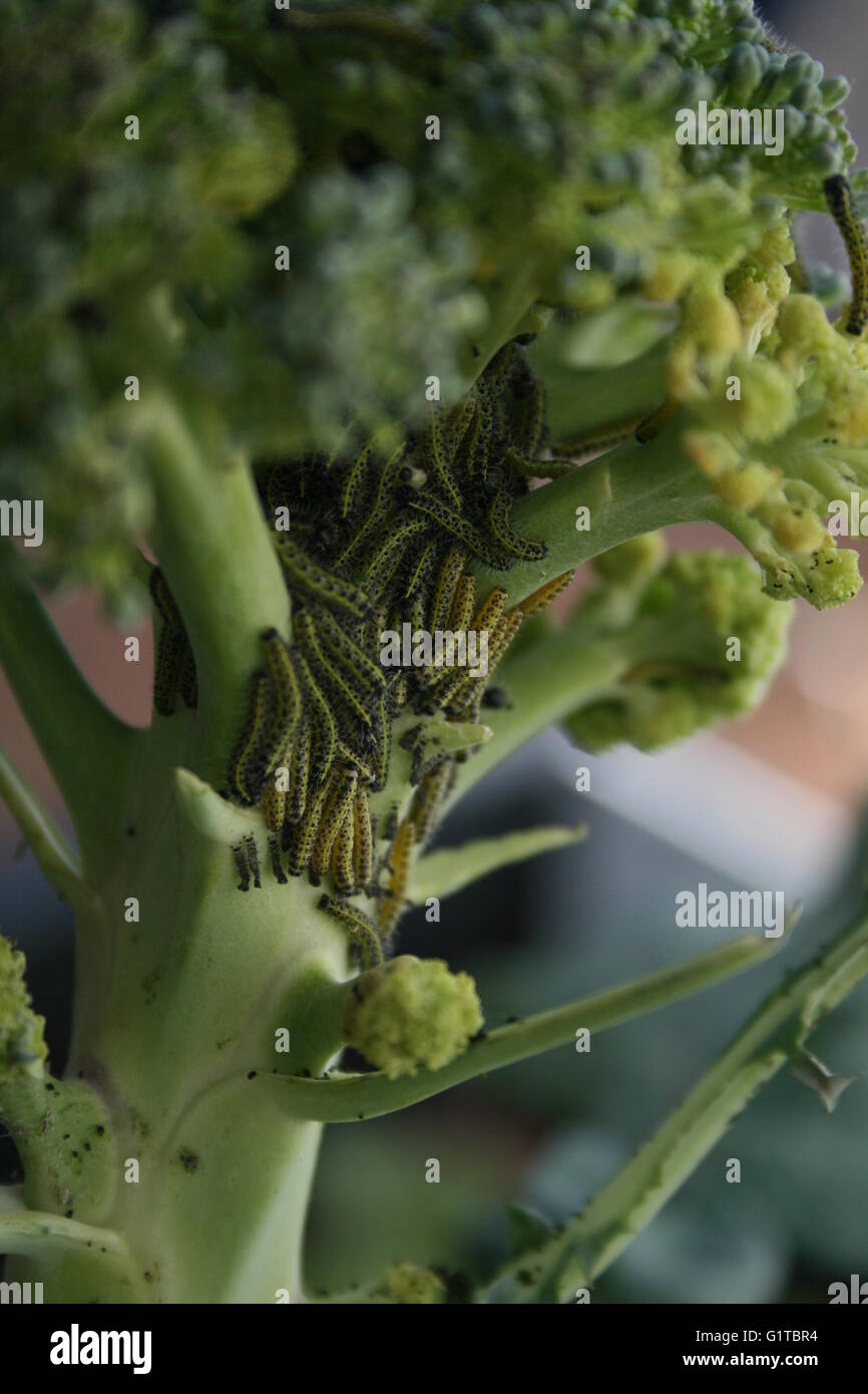Caterpillars on broccoli Stock Photo Alamy