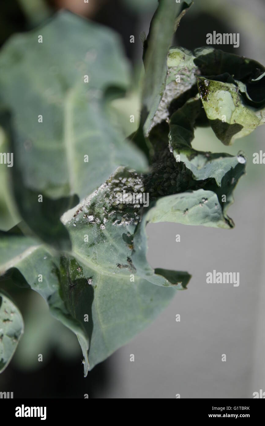 Broccoli Pests High Resolution Stock Photography and Images Alamy