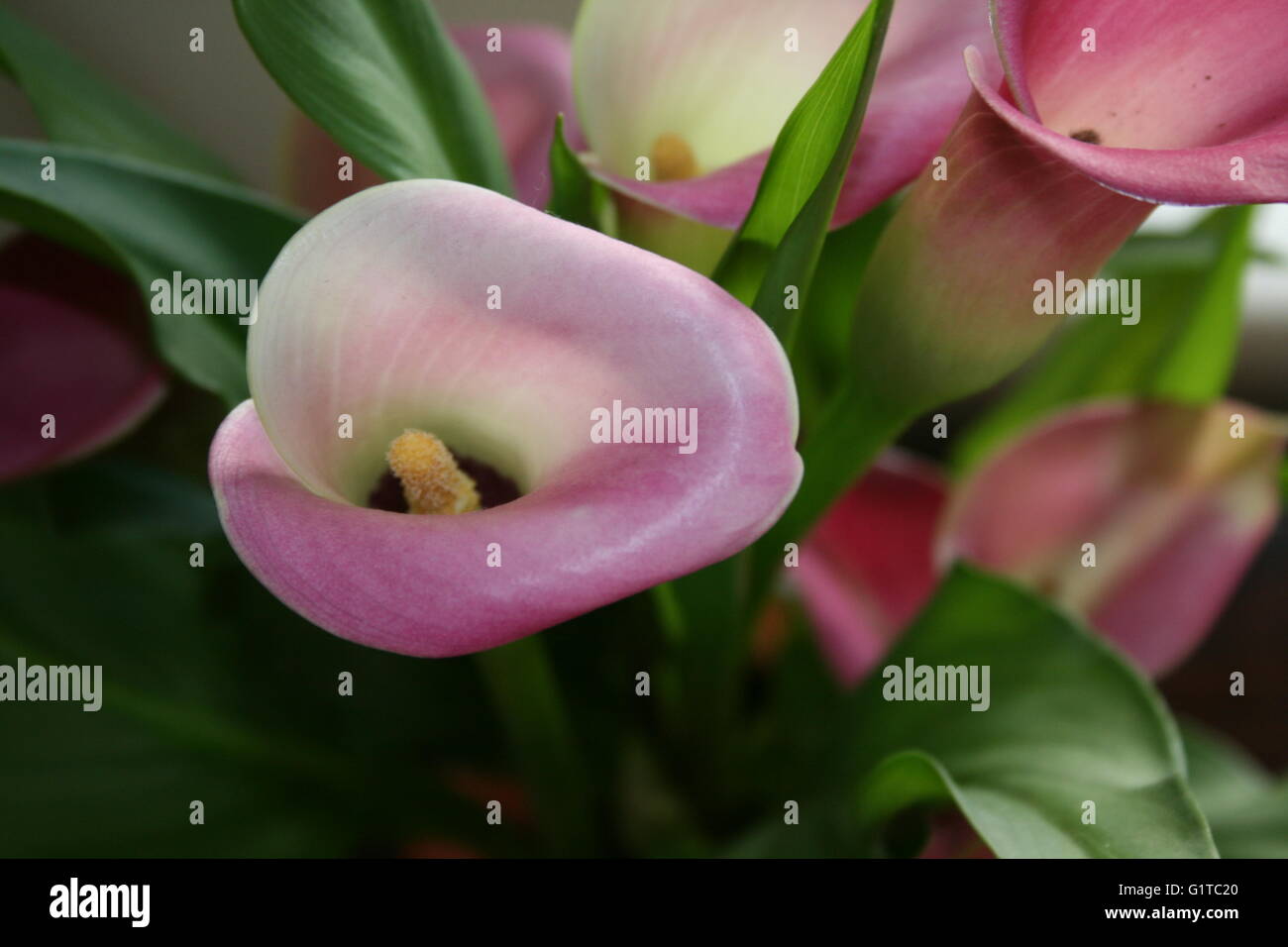Close up of pink arum lilies Stock Photo Alamy