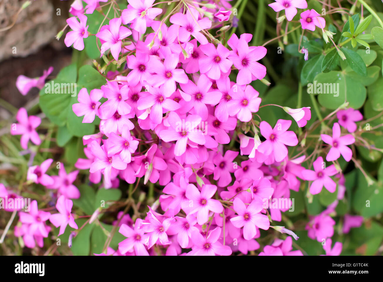 Pink Pholx Paniculata in the garden Stock Photo