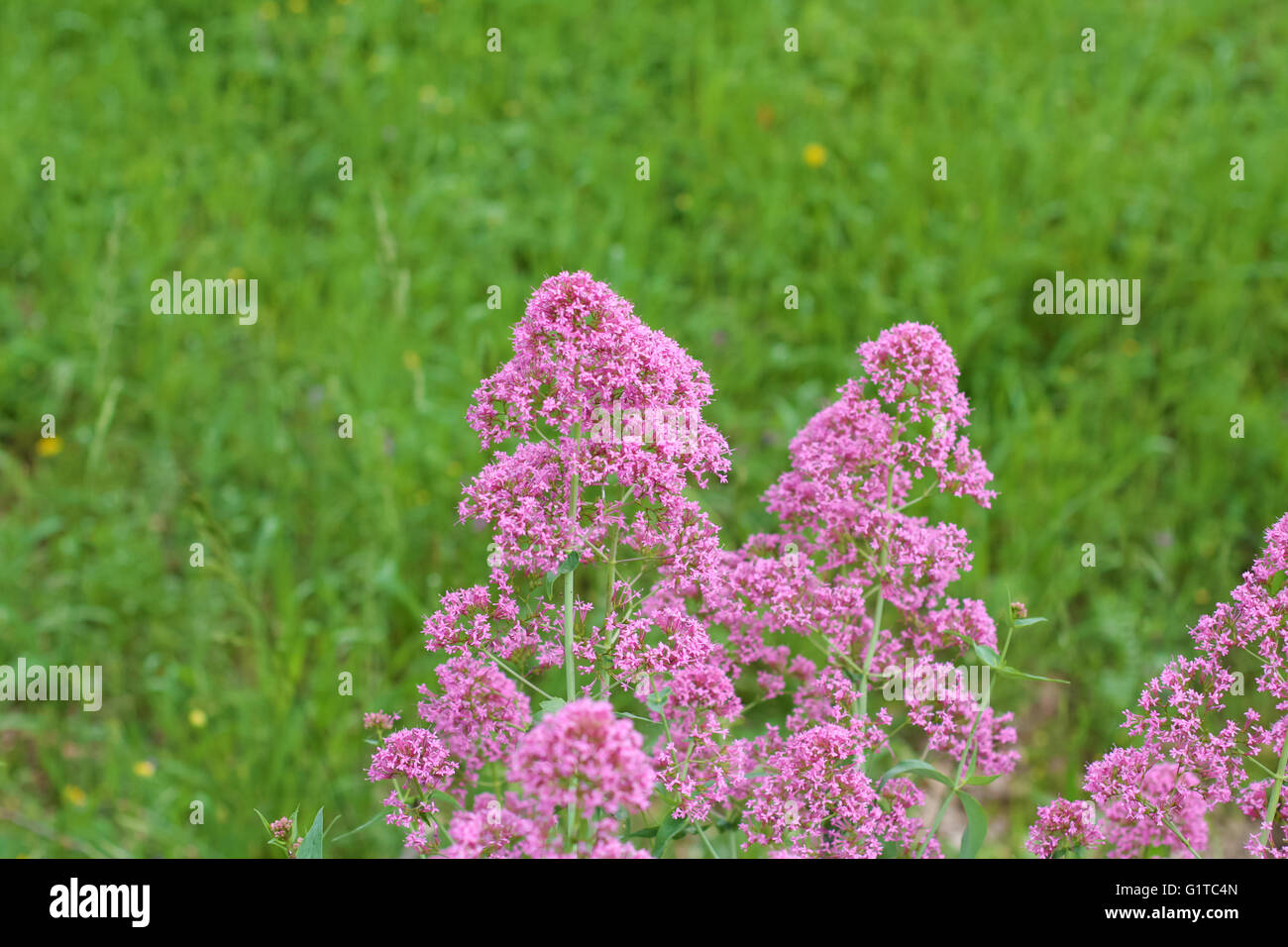 Pink Pholx Paniculata in the garden Stock Photo