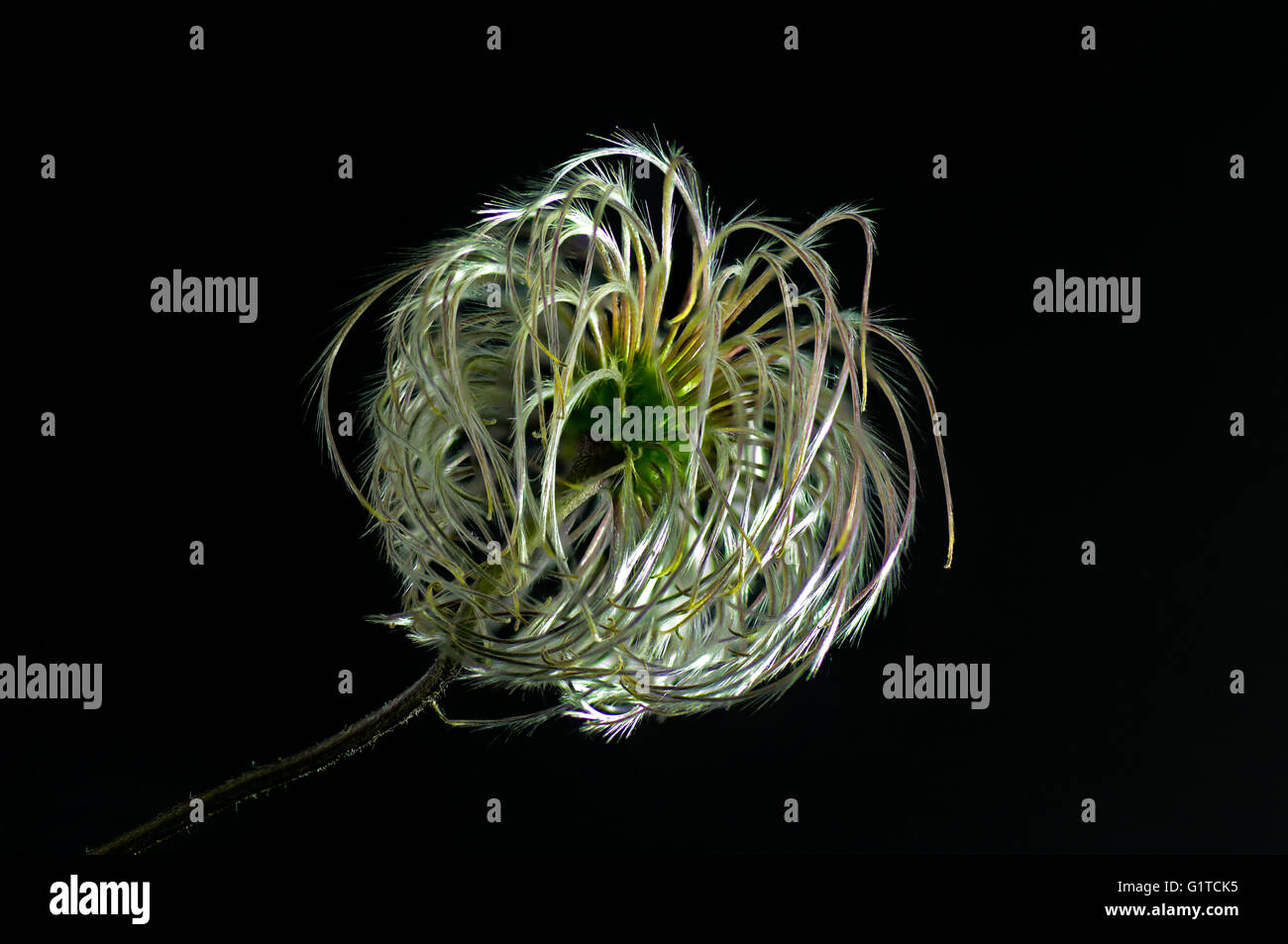 Clematis Seed Head Stock Photo