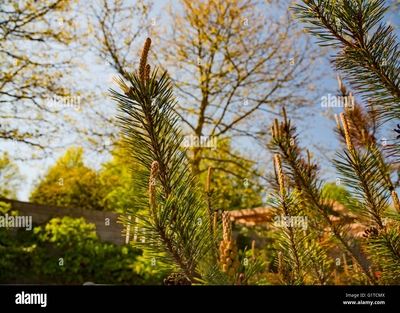 Green branches of pine with young cones Stock Photo - Alamy