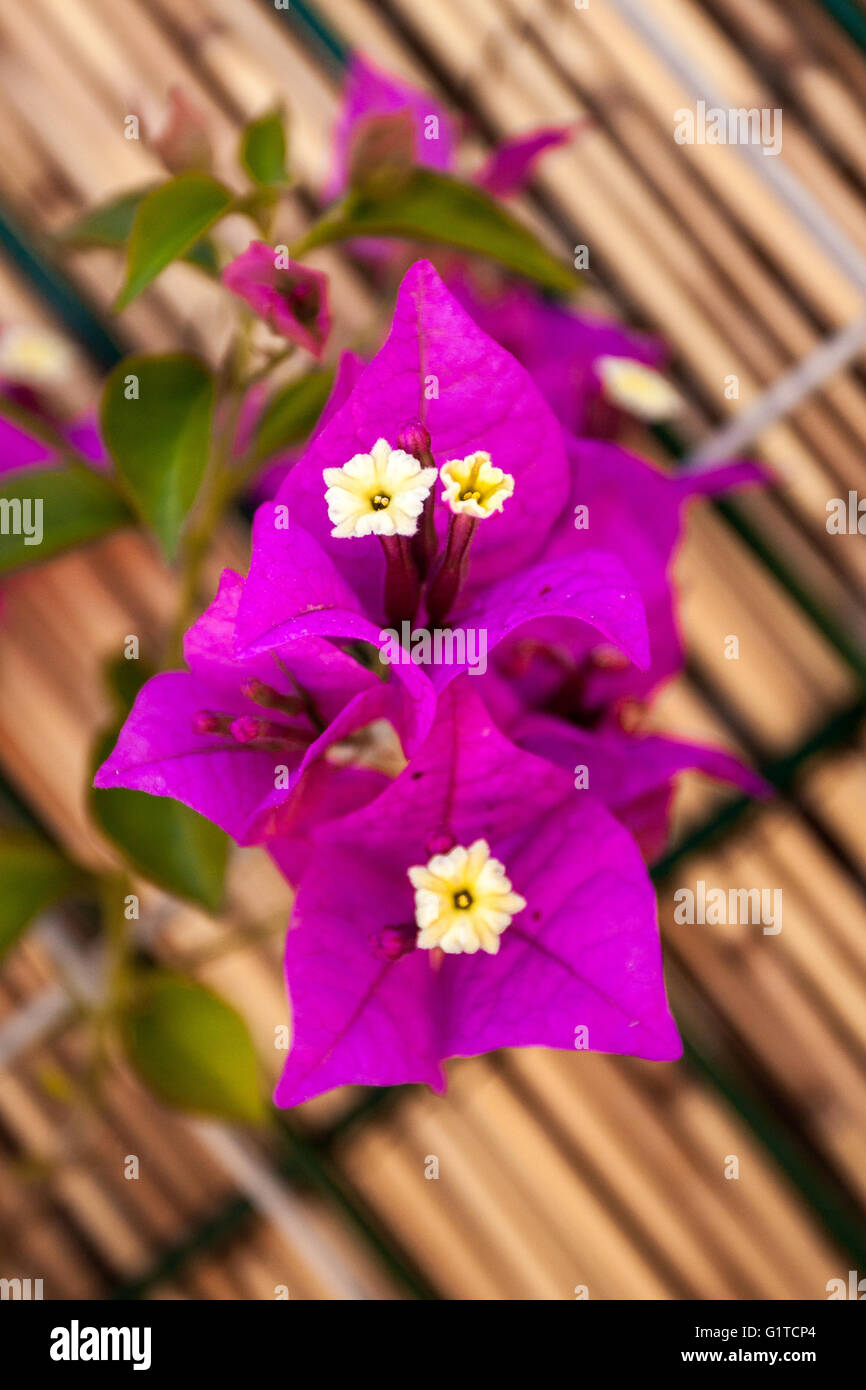 Violet bougainvillea flower in Spain Stock Photo Alamy