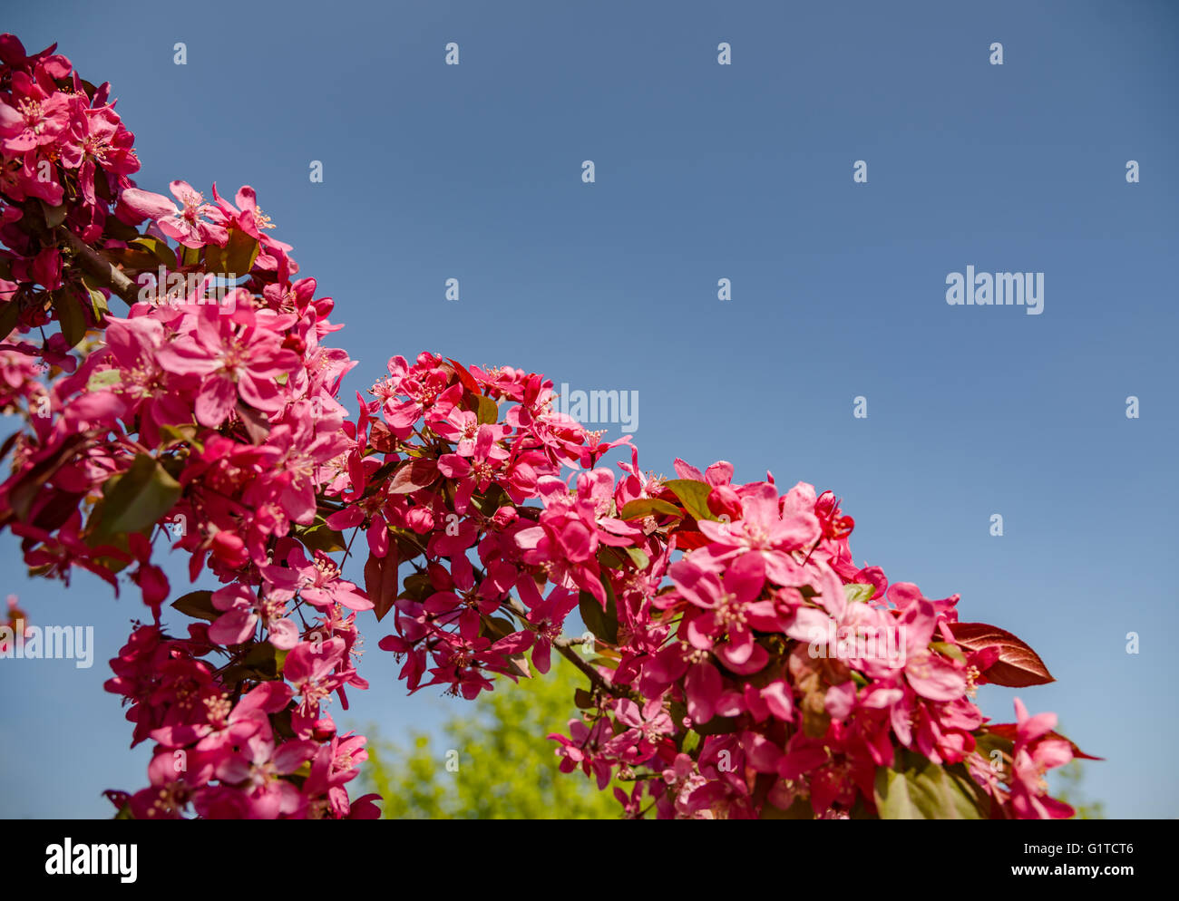 Beautiful cherry blossom,Germany Stock Photo