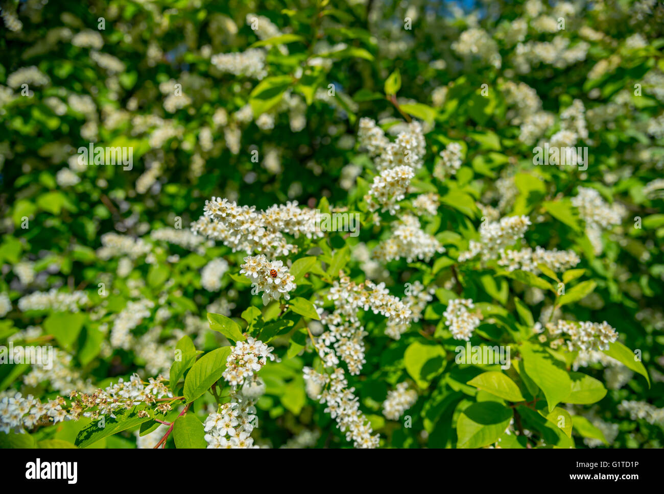 Cherry blossoms over blurred nature background Stock Photo - Alamy