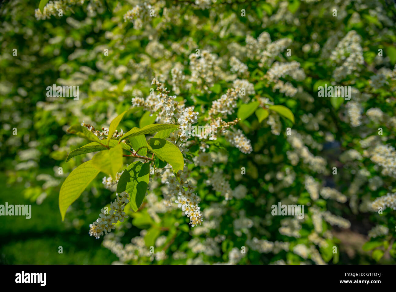 Cherry blossoms over blurred nature background Stock Photo - Alamy