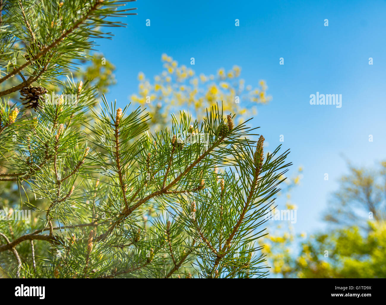 Conifer top young pine hi-res stock photography and images - Alamy