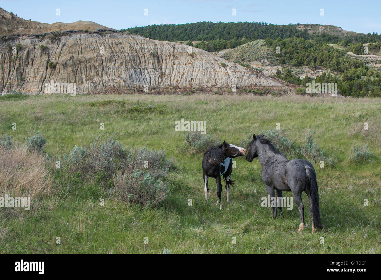 Wild Horse, (Equs ferus), Mustang and colt, Feral, Theodore Roosevelt National Park, N. Dakota, USA Stock Photo