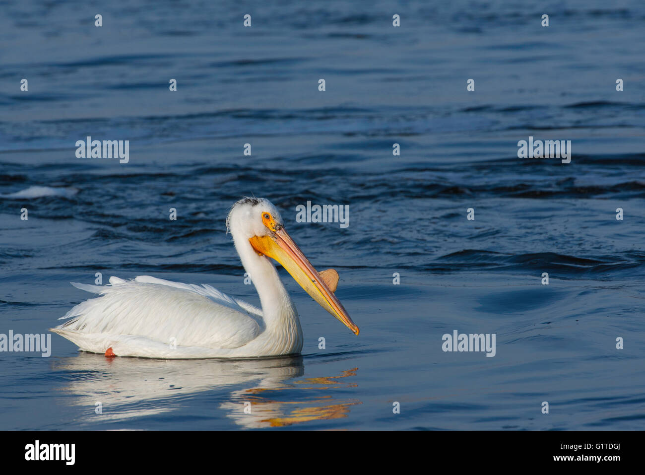 American White Pelican (Pelecanus erythrorhynchos)  Sand Lake National Wildlife Refuge, South Dakota USA Stock Photo