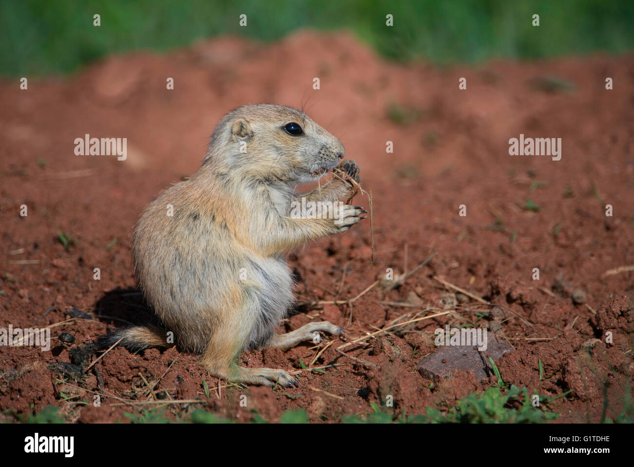 Black-tailed Prairie Dog pup Cynomys ludovicianus eating,Theodore Roosevelt NP, N Dakota USA Stock Photo