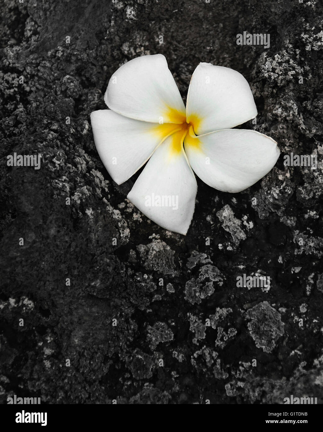 Lava flower hires stock photography and images Alamy