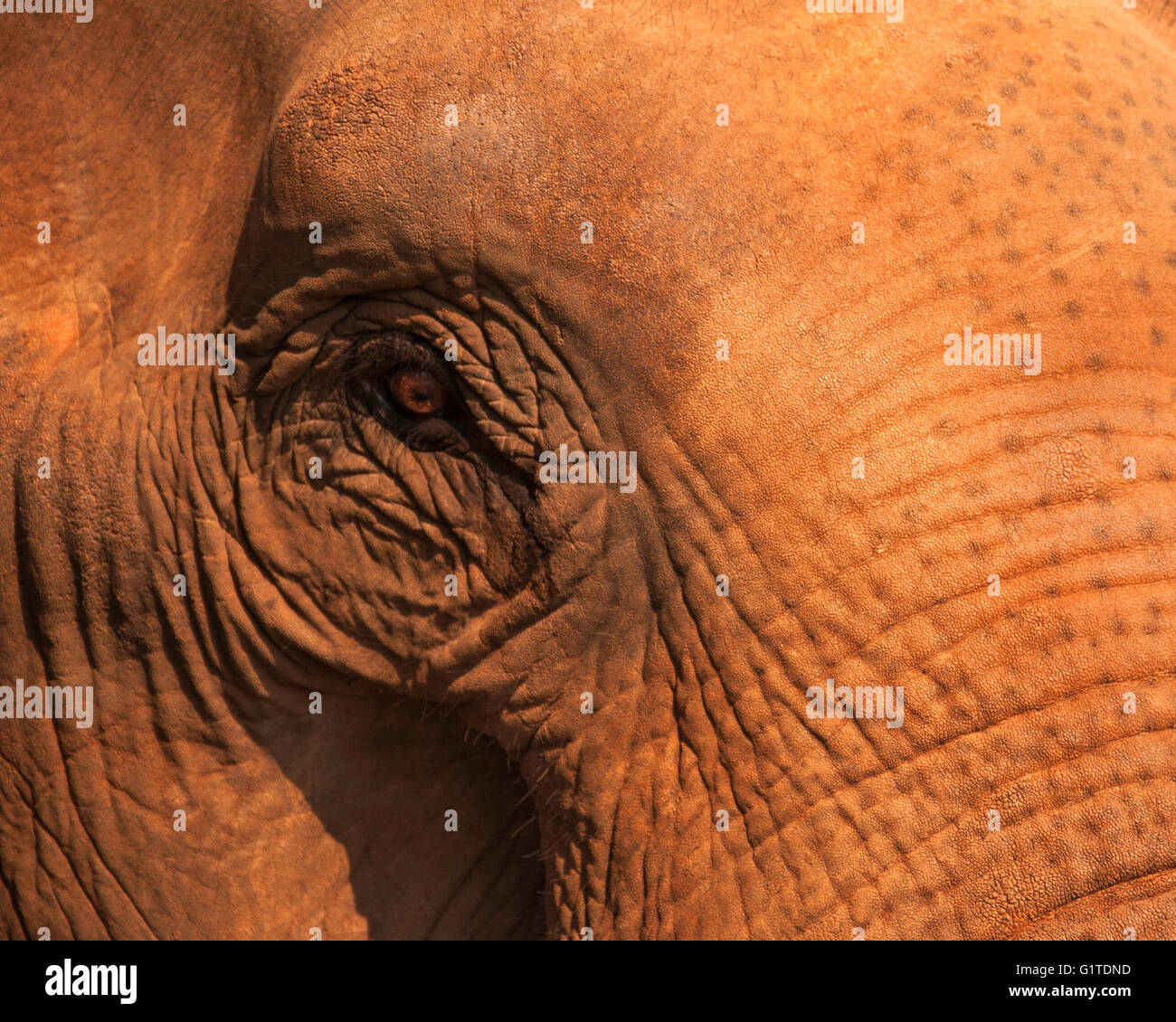 Elephant eyelashes hires stock photography and images Alamy