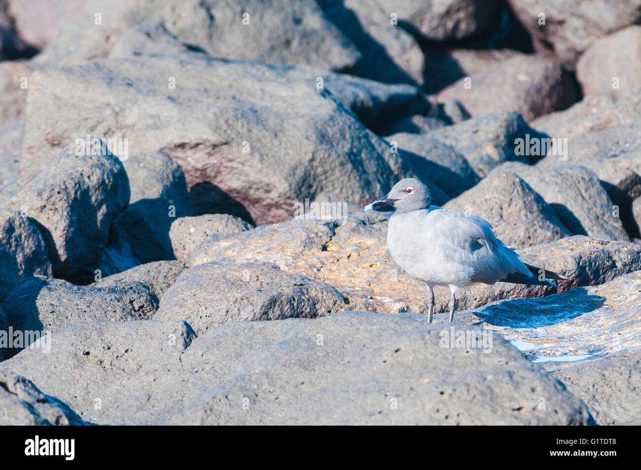 Lava Gull, Leucophaeus fuliginosus, Mosquera, Galapagos Islands, Ecuador Stock Photo