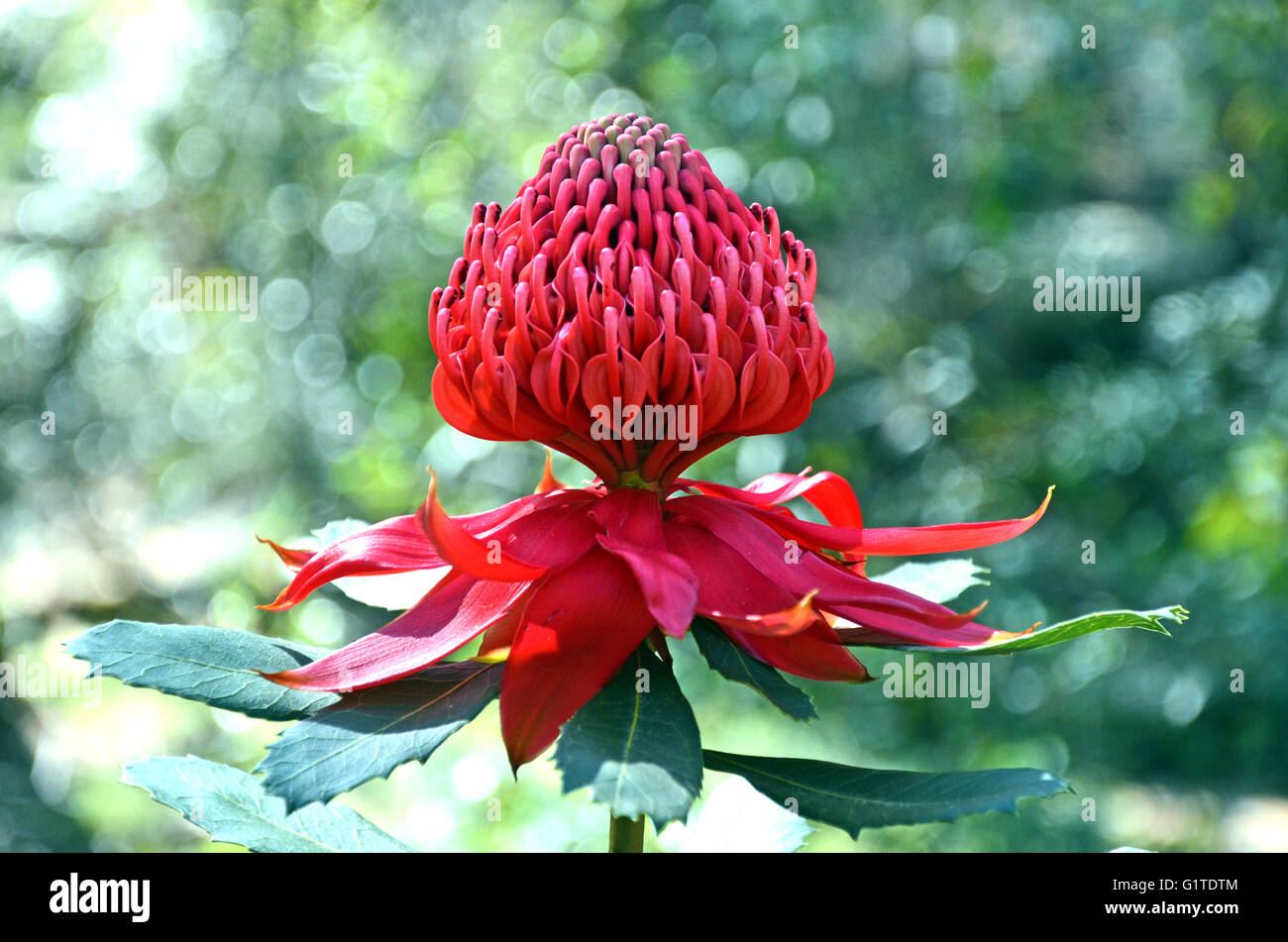 Waratah flower hires stock photography and images Alamy