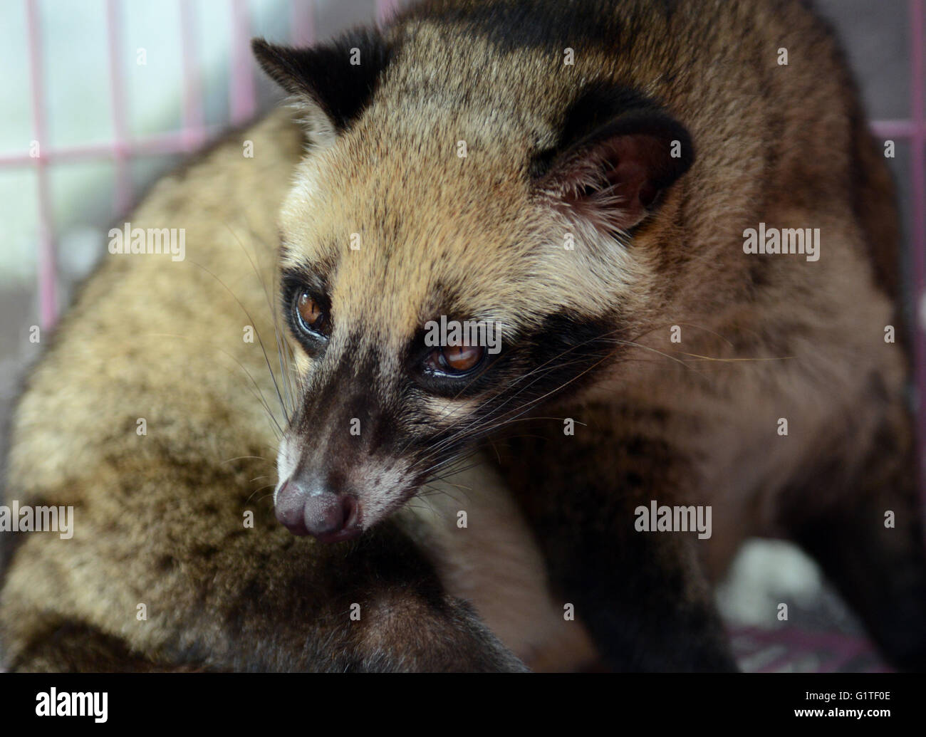 A Luwak - Domesticated Asian Palm Civet, on a ranch owned by the coffee industry in Java, Indonesia. Stock Photo