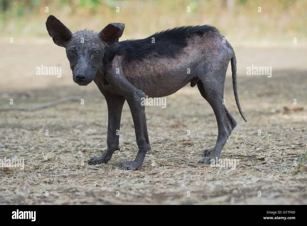 A street dog in the Philippines showing signs of skin disease. Stock Photo