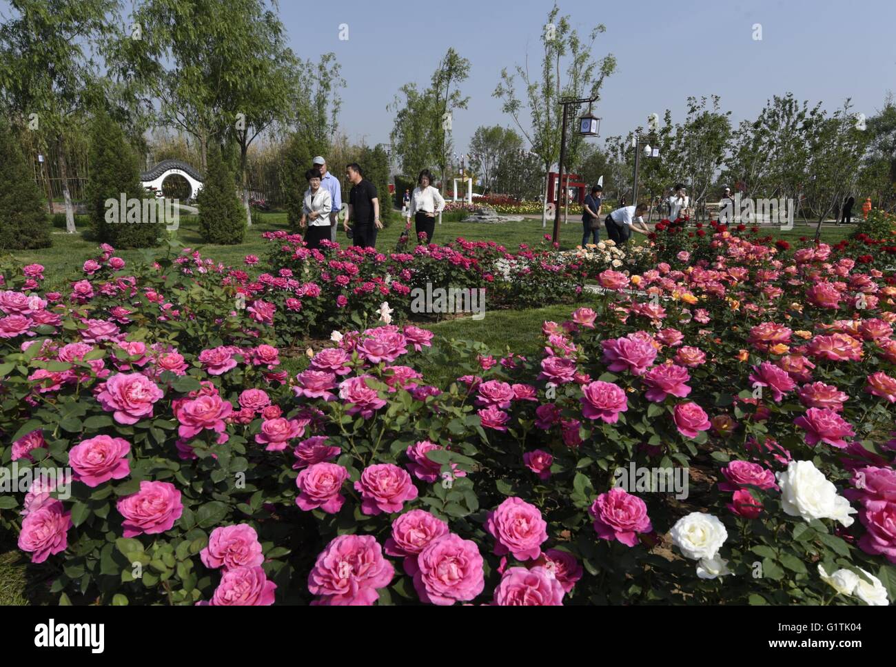 Beijing, China. 19th May, 2016. Visitors look at rose species in a rose ...