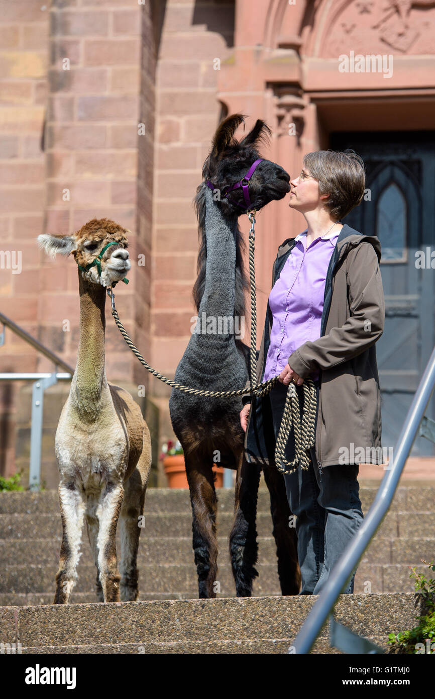 Schiffweiler, Germany. 17th May, 2016. Pastor Wiltrud Bauer, along with llama Maputo (C) and alpaca Alejandro, stands in front of the Protestant church in Schiffweiler, Germany, 17 May 2016. Bauer uses the animals in her parish to help promote spiritual welfare. Photo: OLIVER DIETZE/dpa/Alamy Live News Stock Photo