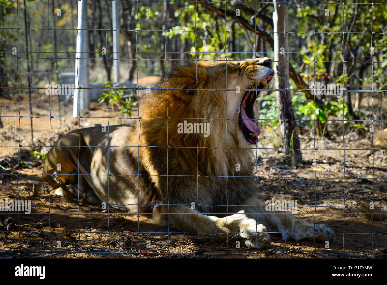 (160520) -- VAALWATER, May 20, 2016 (Xinhua) -- Photo taken on May 19, 2016 shows one of the 33 former circus lions, whose claws have been removed by its previous owner, at the Emoya Big Cat Sanctuary, Vaalwater, South Africa's northern Limpopo province. Three lions rescued by the Stichting Leeuw of Holland arrived at their new home, the Emoya Big Cat Sanctuary on Thursday. Emoya means 'Welcome home' in Swazi language. The Sanctuary, with an area of 5,000 hectares, is currently home to 44 big cats. Thirty-three of them were lions rescued from circuses across Peru and Colombia and arrived here  Stock Photo