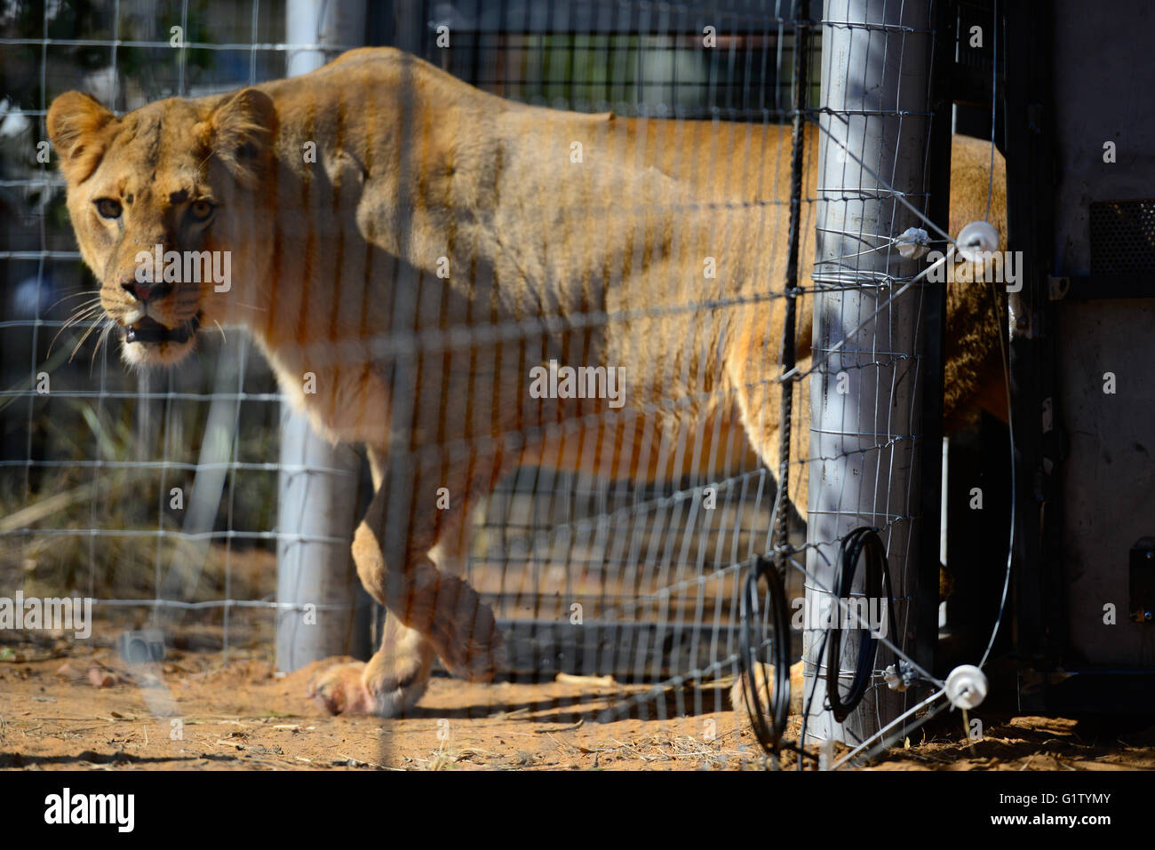 (160520) -- VAALWATER, May 20, 2016 (Xinhua) -- A rescued lion named ...