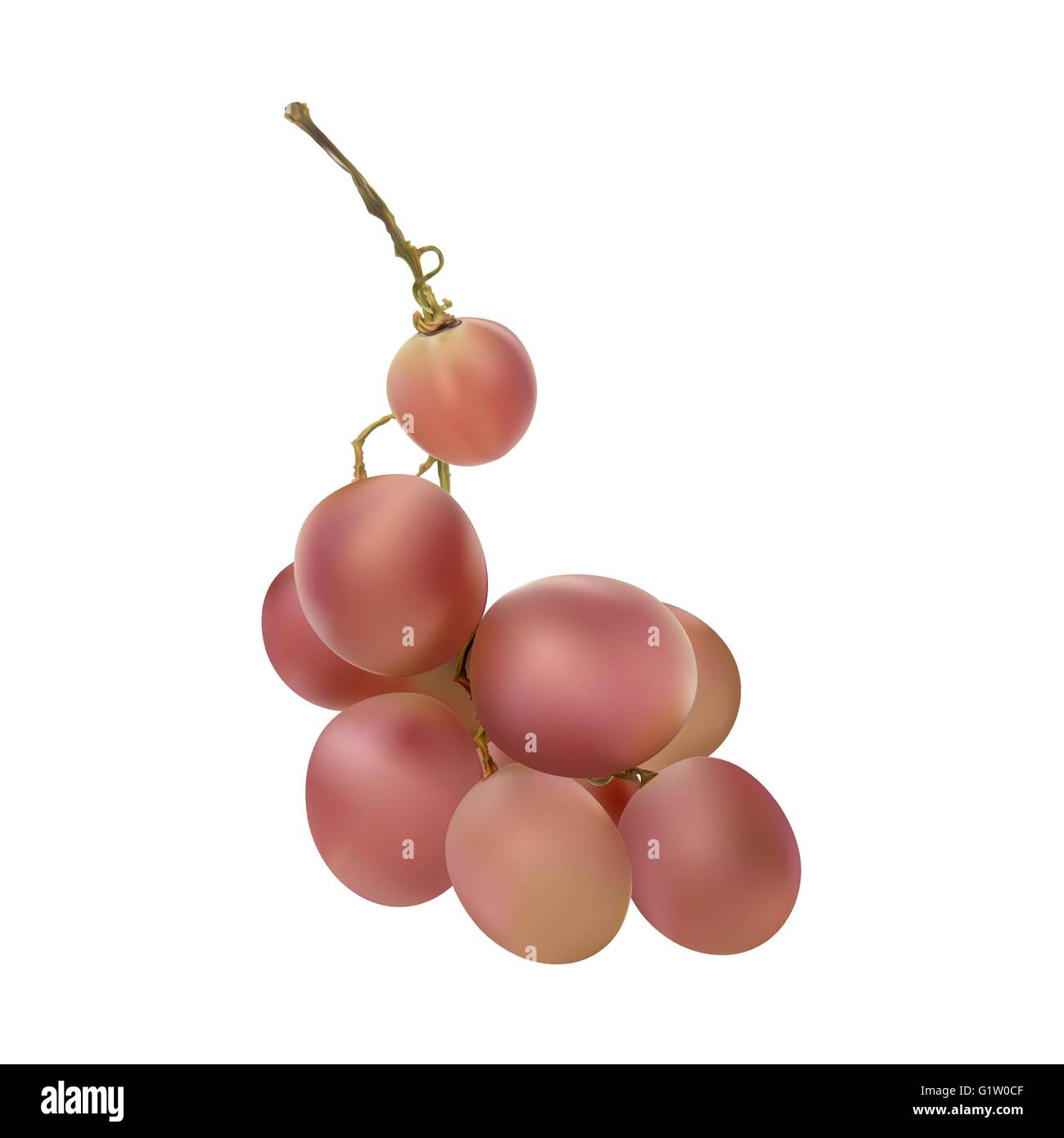 Grapes viticulture vine red Stock Vector Images - Alamy