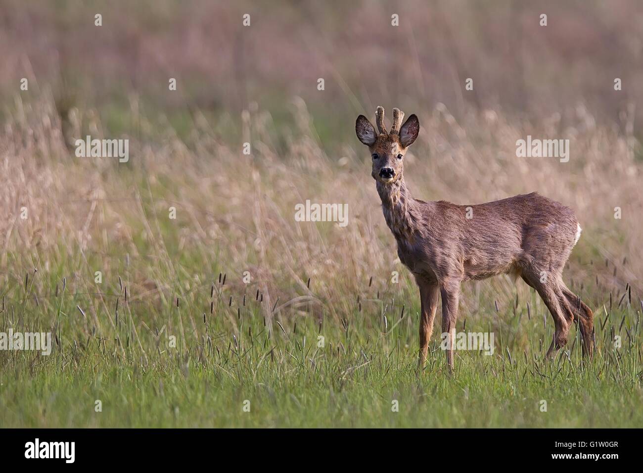 Buck deer in a clearing Stock Photo