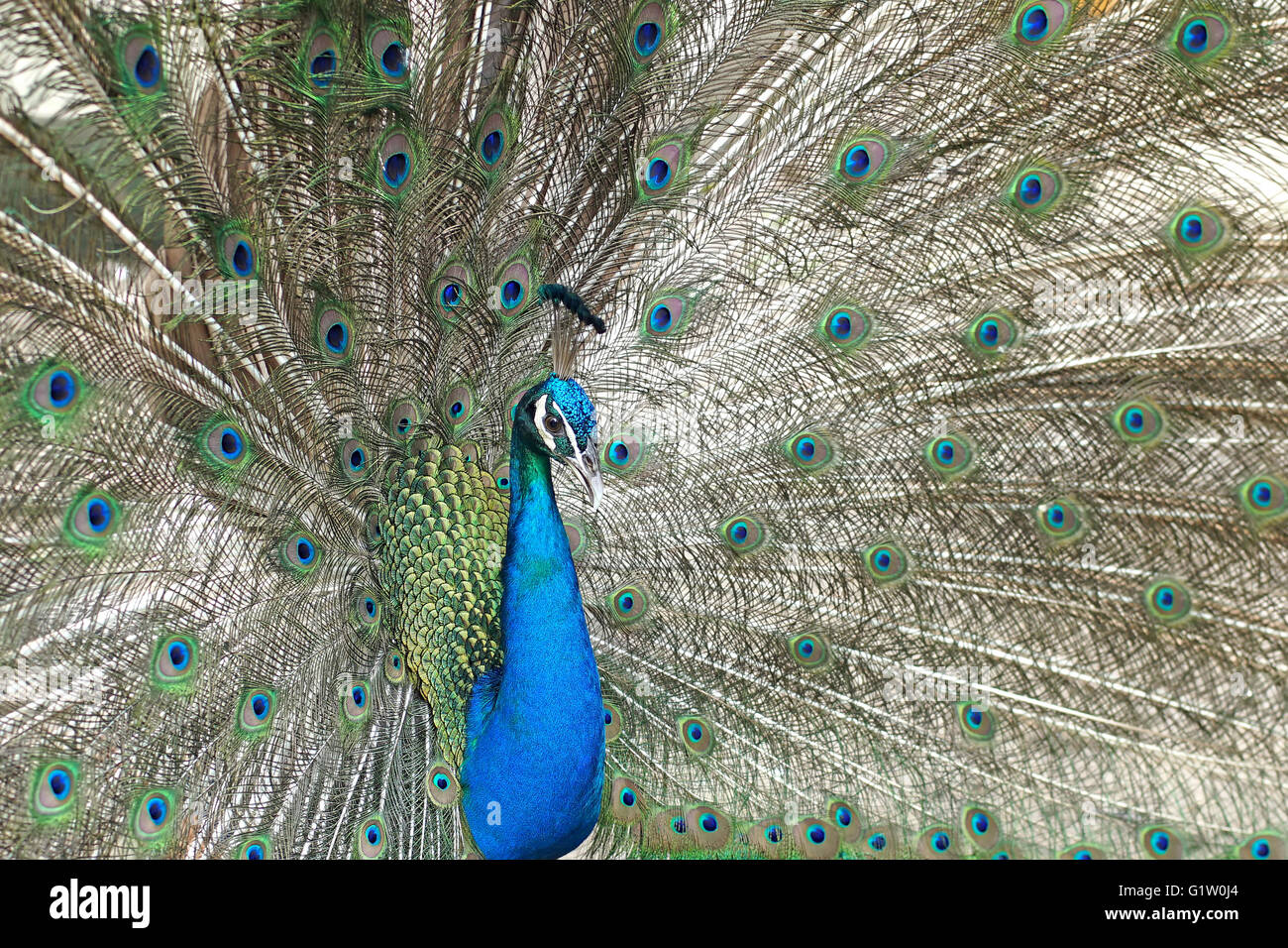 beautiful peacock with feathers out Stock Photo Alamy