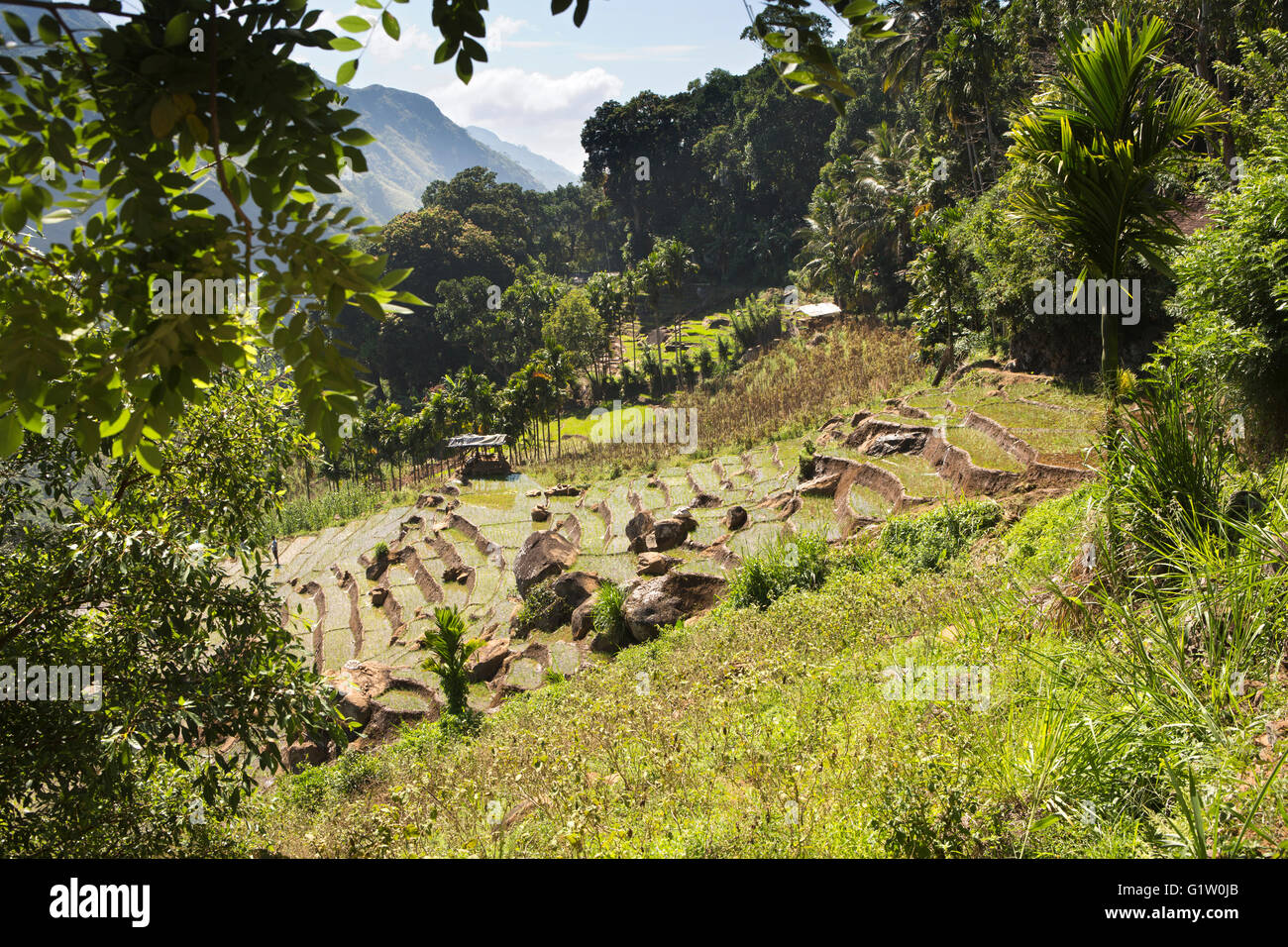 Sri Lanka, Ella, steeply sloping terraced farmland on side of Ella Rock Stock Photo