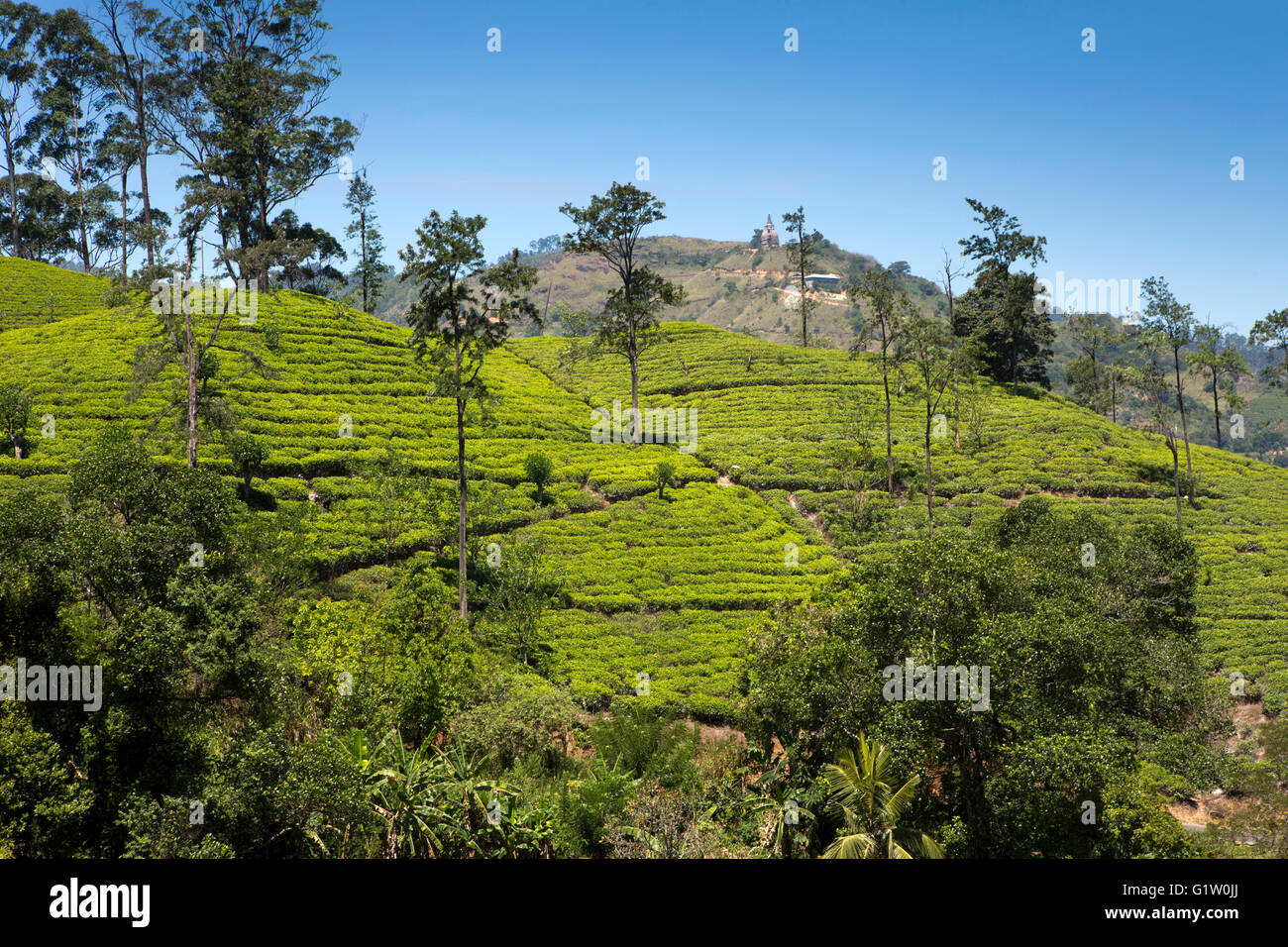Sri Lanka, Ella, Miriyakalle Tea Estate Stock Photo Alamy