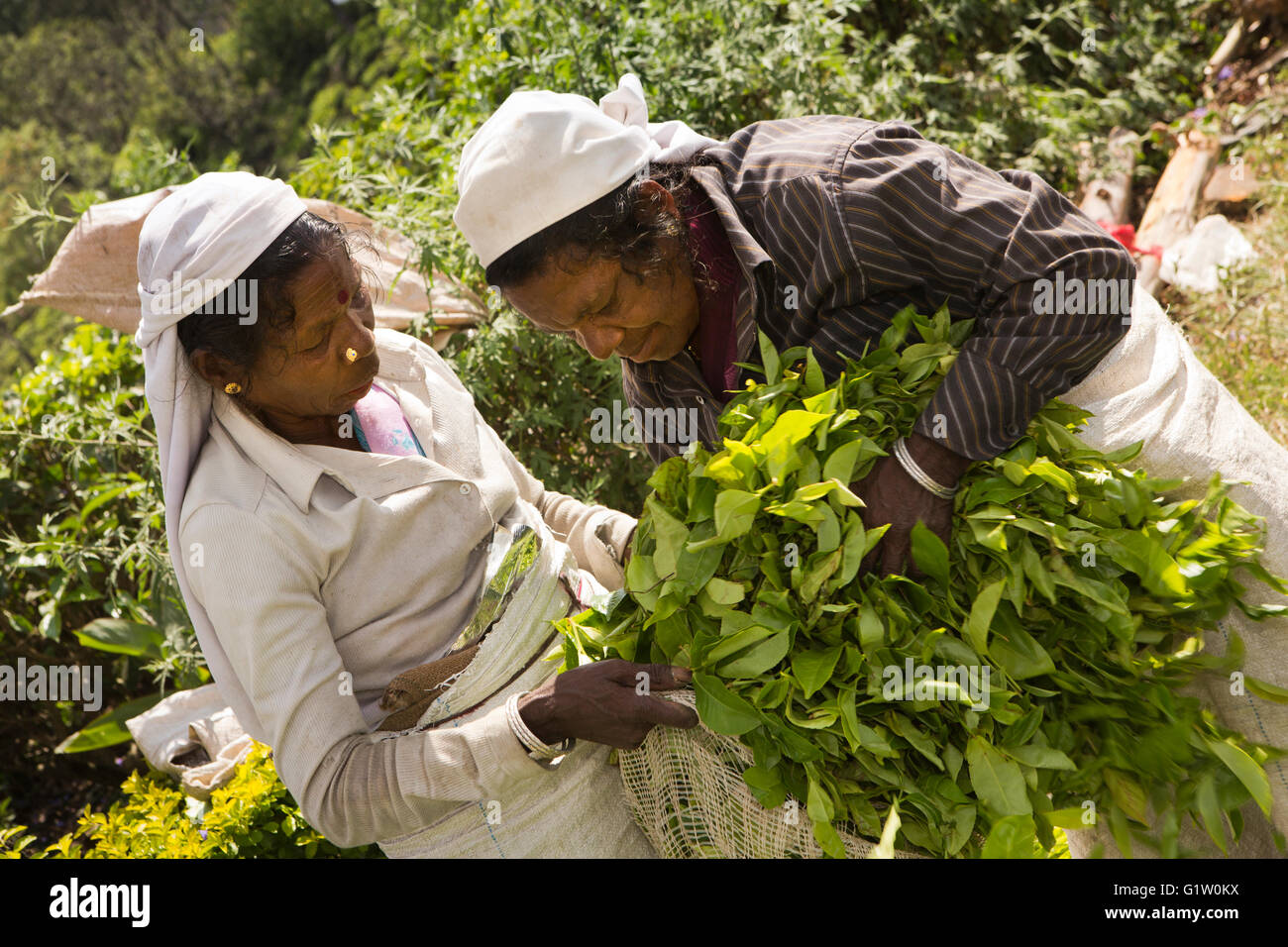 Sri Lanka, Ella, Finlay’s Newburgh Green Tea Estate Factory, women pickers putting leaves into sack Stock Photo
