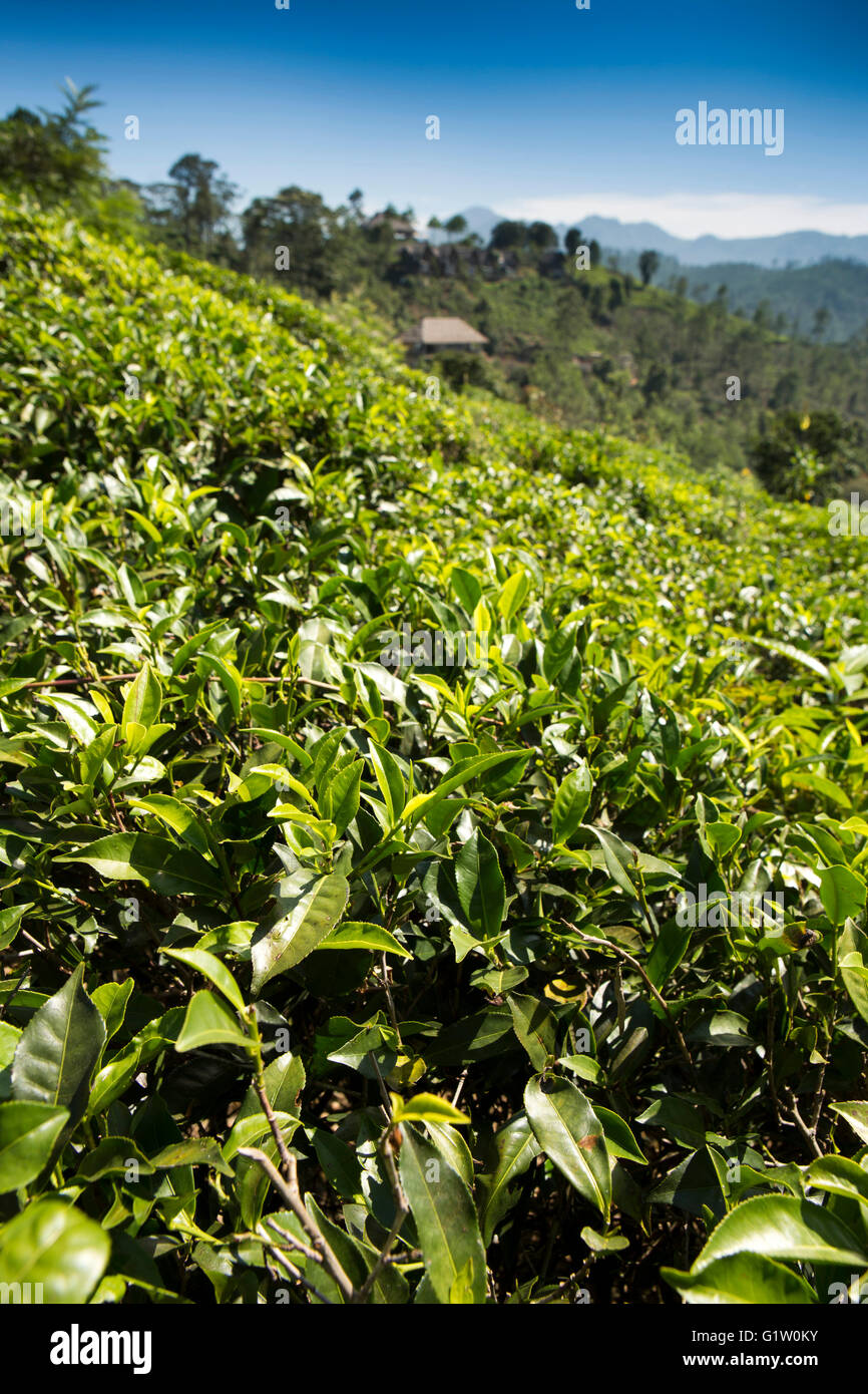 Sri Lanka, Ella, Finlay’s Newburgh Green Tea Estate, tea bushes growing