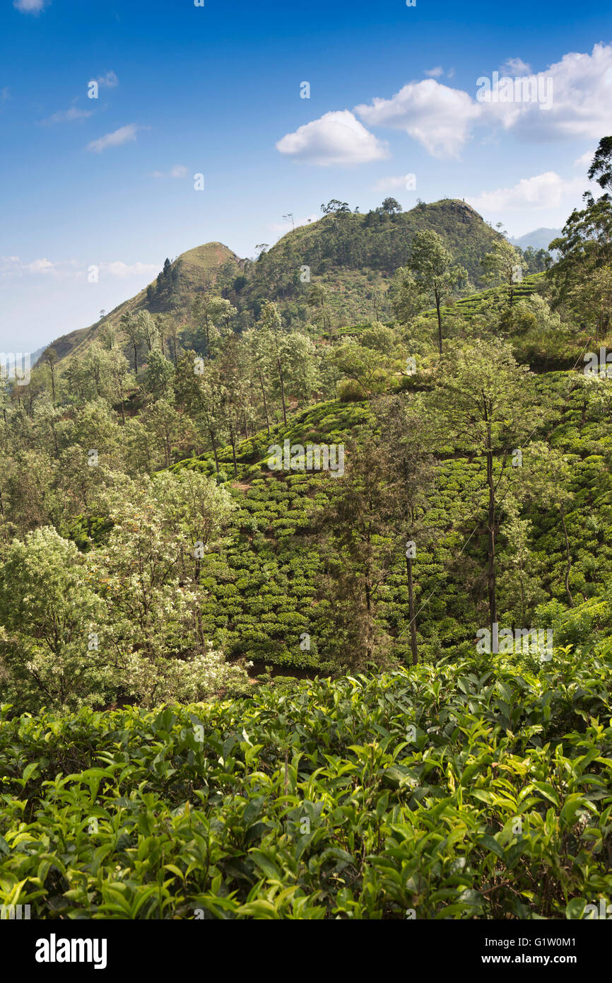 Sri Lanka, Ella, 98 Acres tea estate from path to Little Adam’s Peak Stock Photo