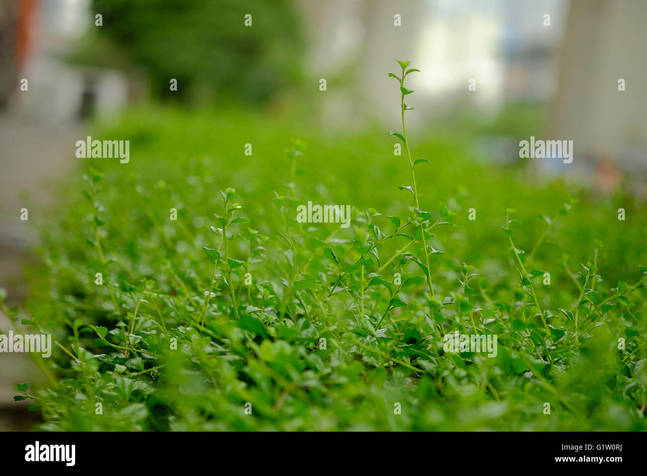 Thick green garden hedge pattern (Selective focus) Stock Photo